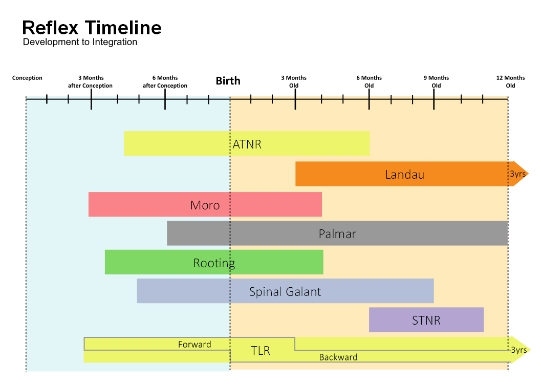 Primitive Reflexes Chart